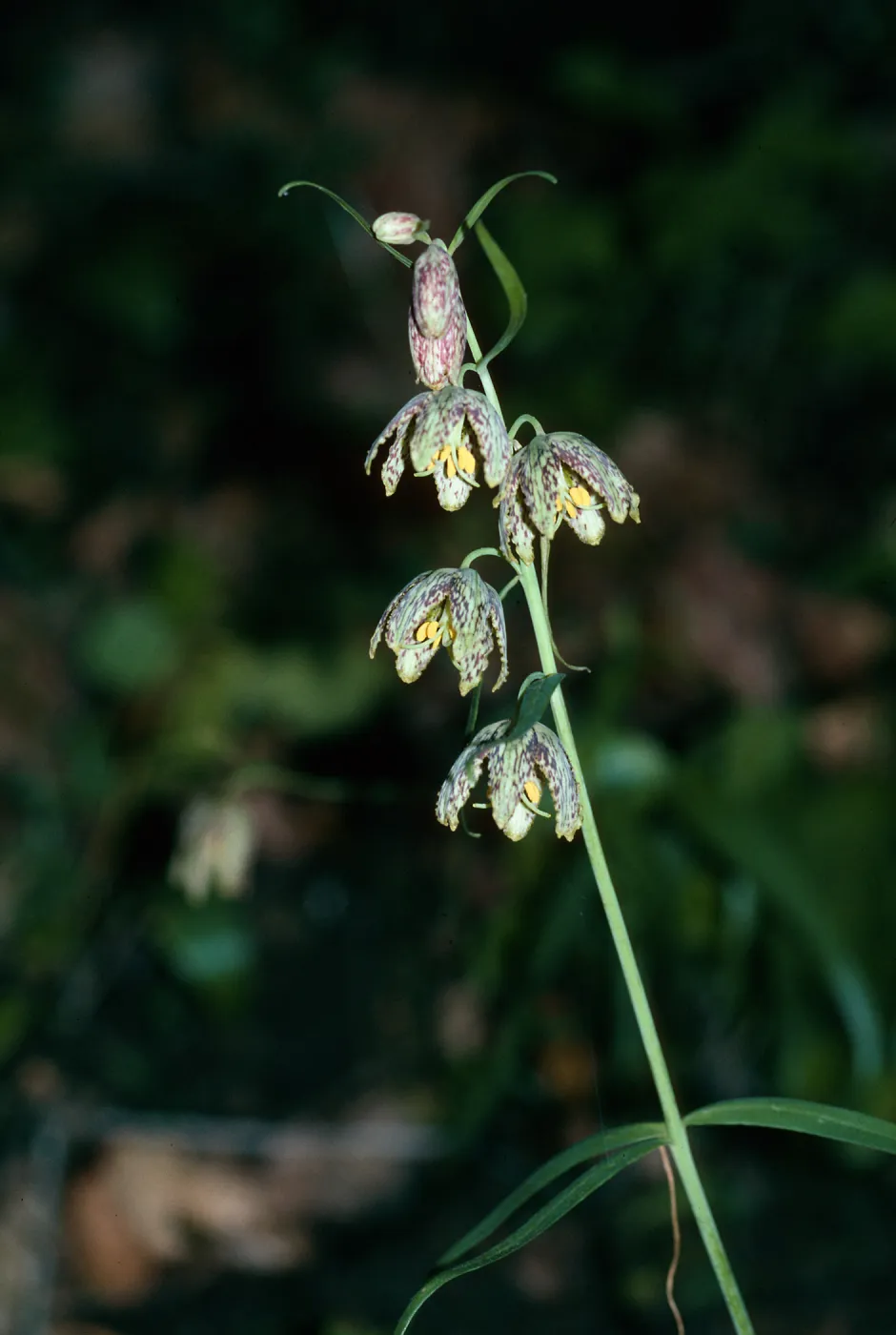 Fritillaria ojaiensis, Ojai Fritillary, Santa Rita Road