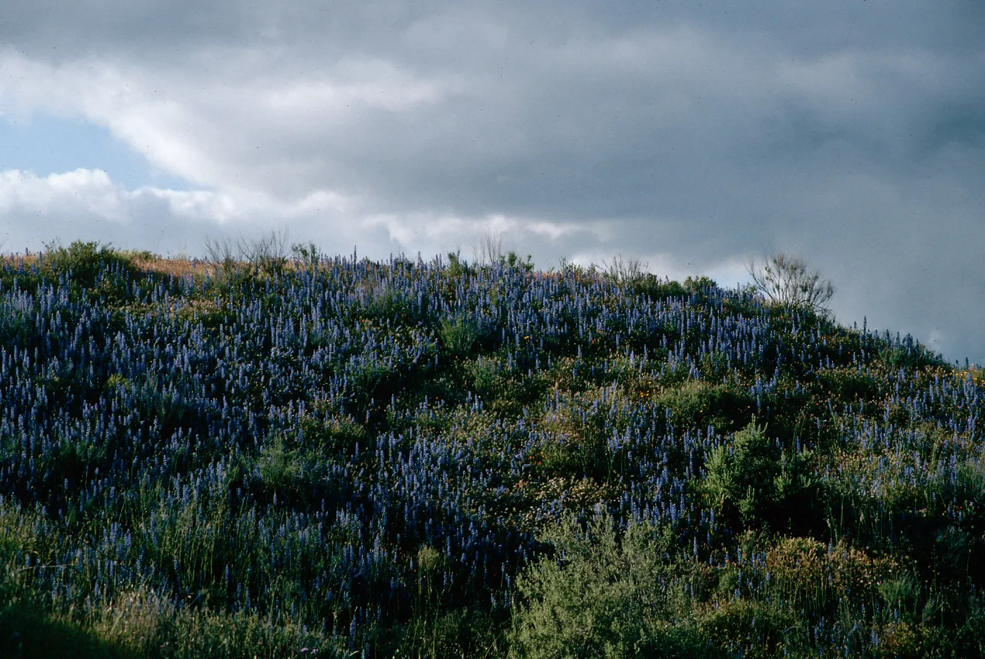 Lupinus benthamii, Spider Lupine, Hiway 166, Cuyama