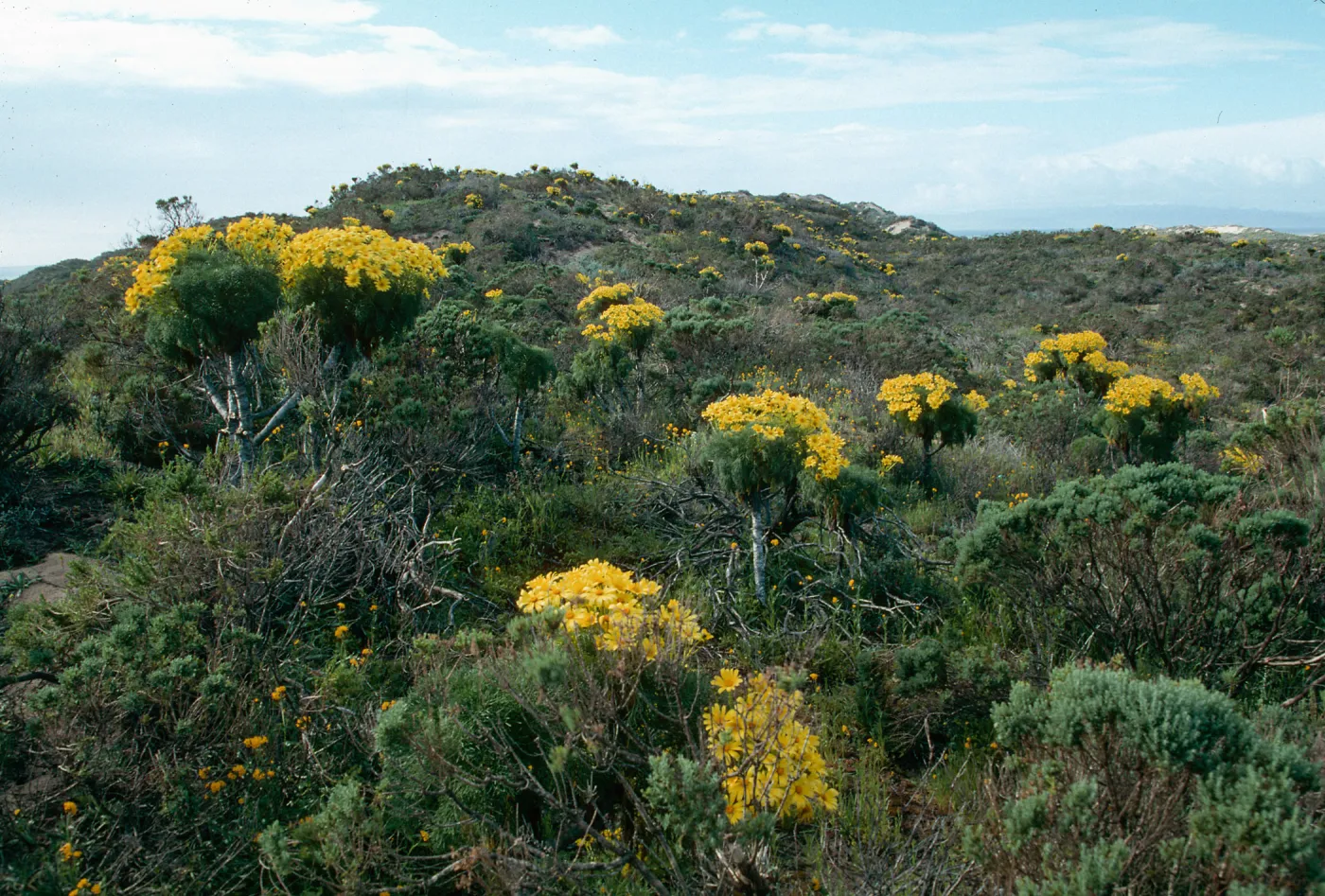 Coreopsis gigantea, Sea Dahlia, Guadalupe Beach