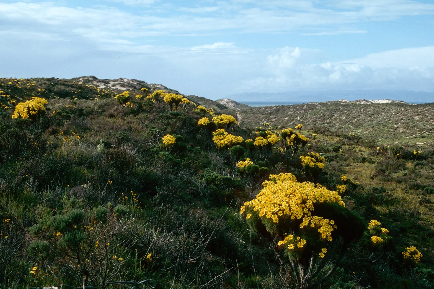 Coreopsis gigantea, Sea Dahlia, Guadalupe Beach