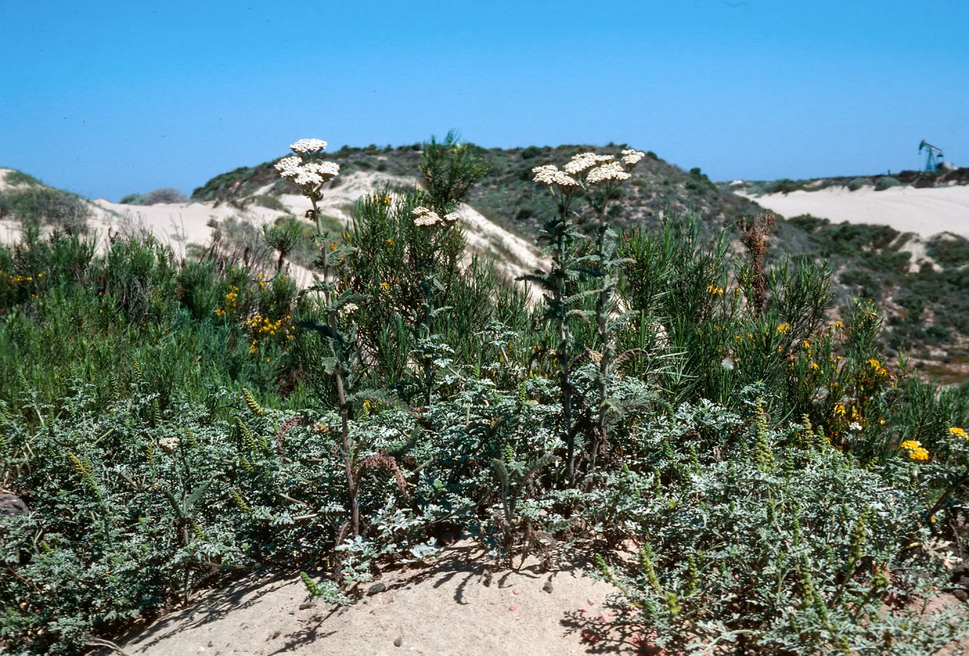 Yarrow, Guadalupe