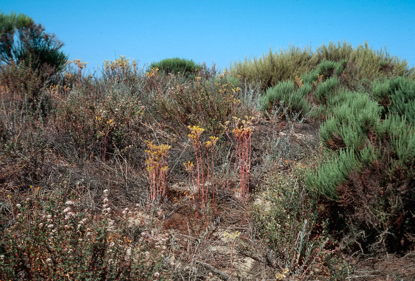 Dudleya (liveforevers)