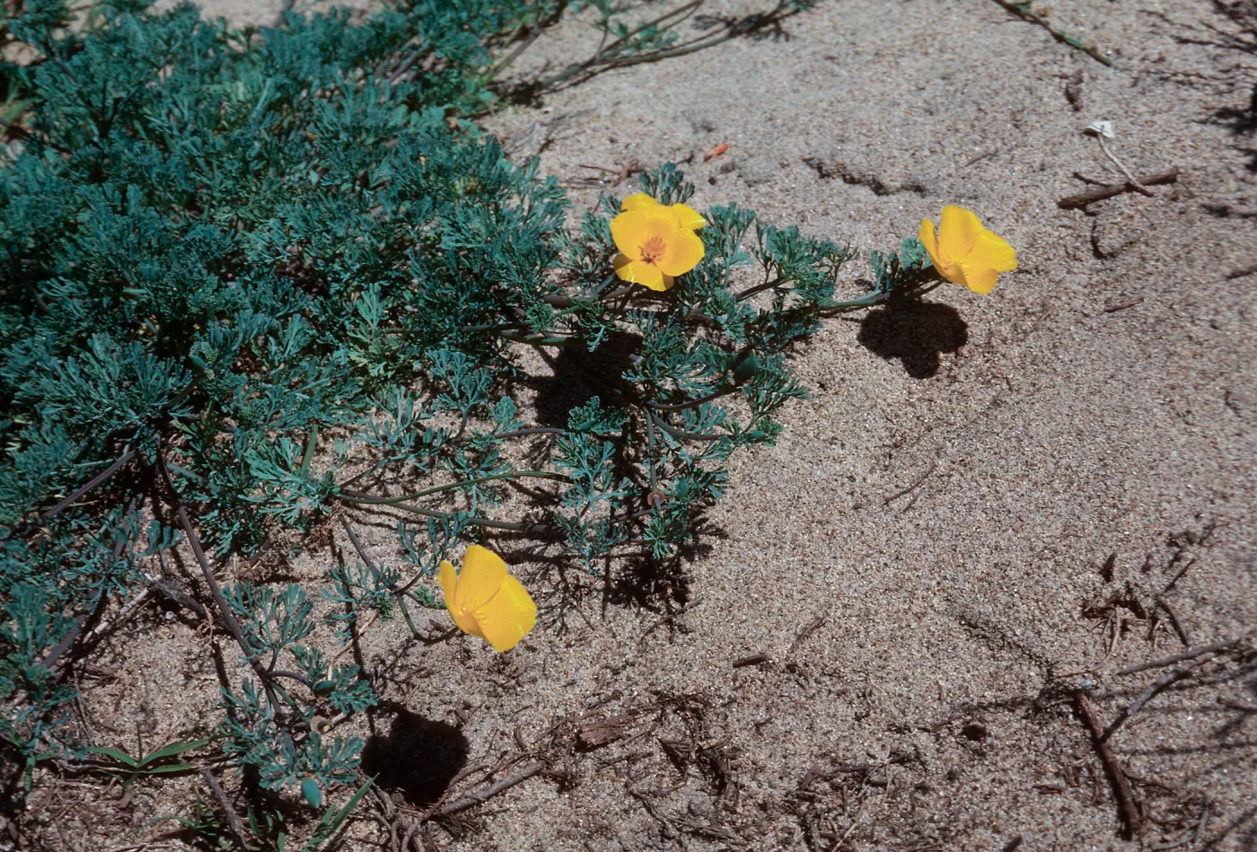 California Poppy, Guadalupe