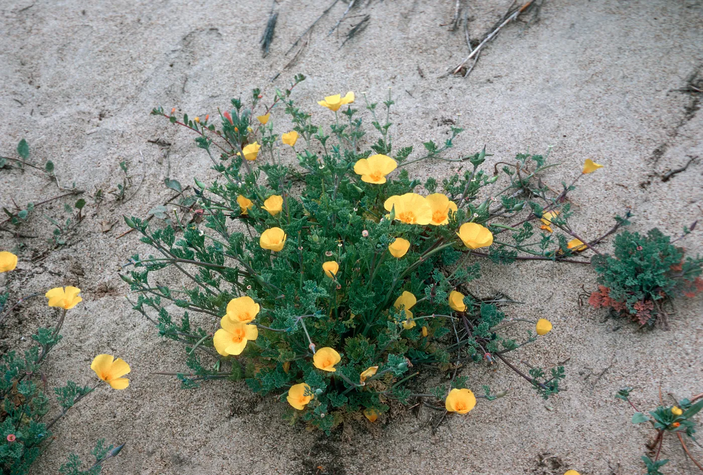 Guadalupe dunes California Poppy