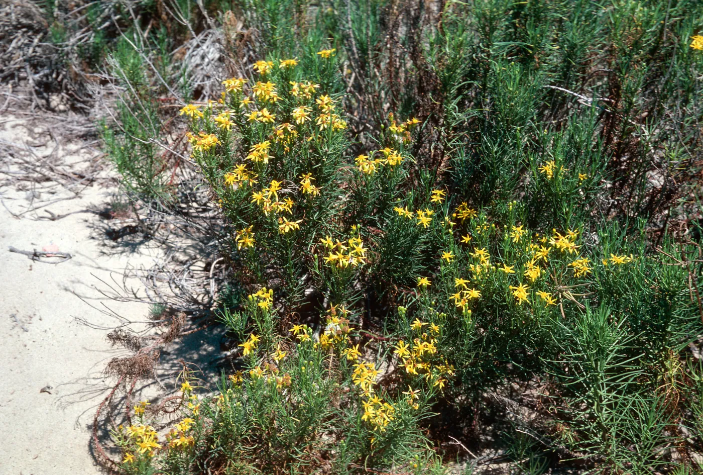 Senecio, Guadalupe