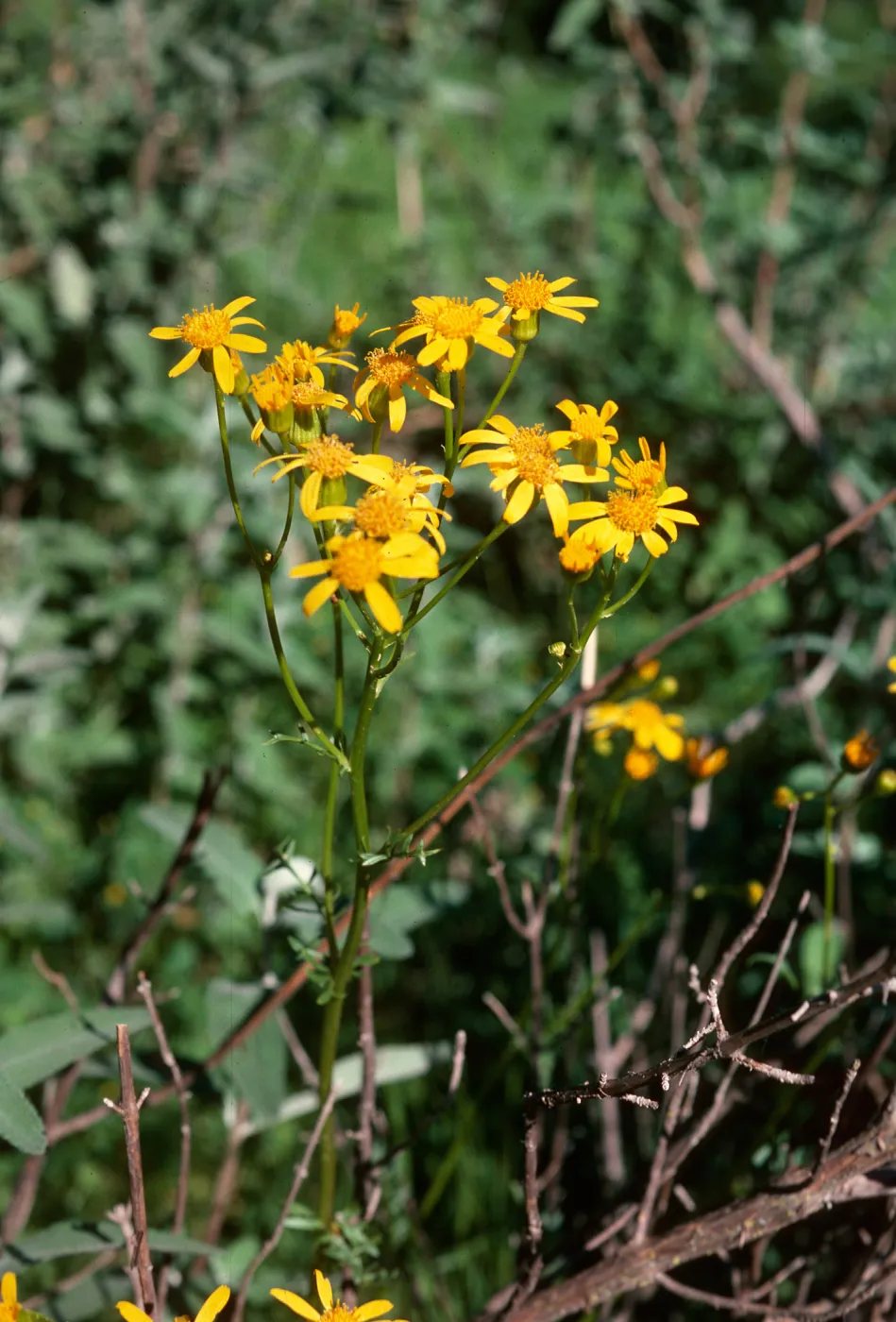 Senecio, Guadalupe