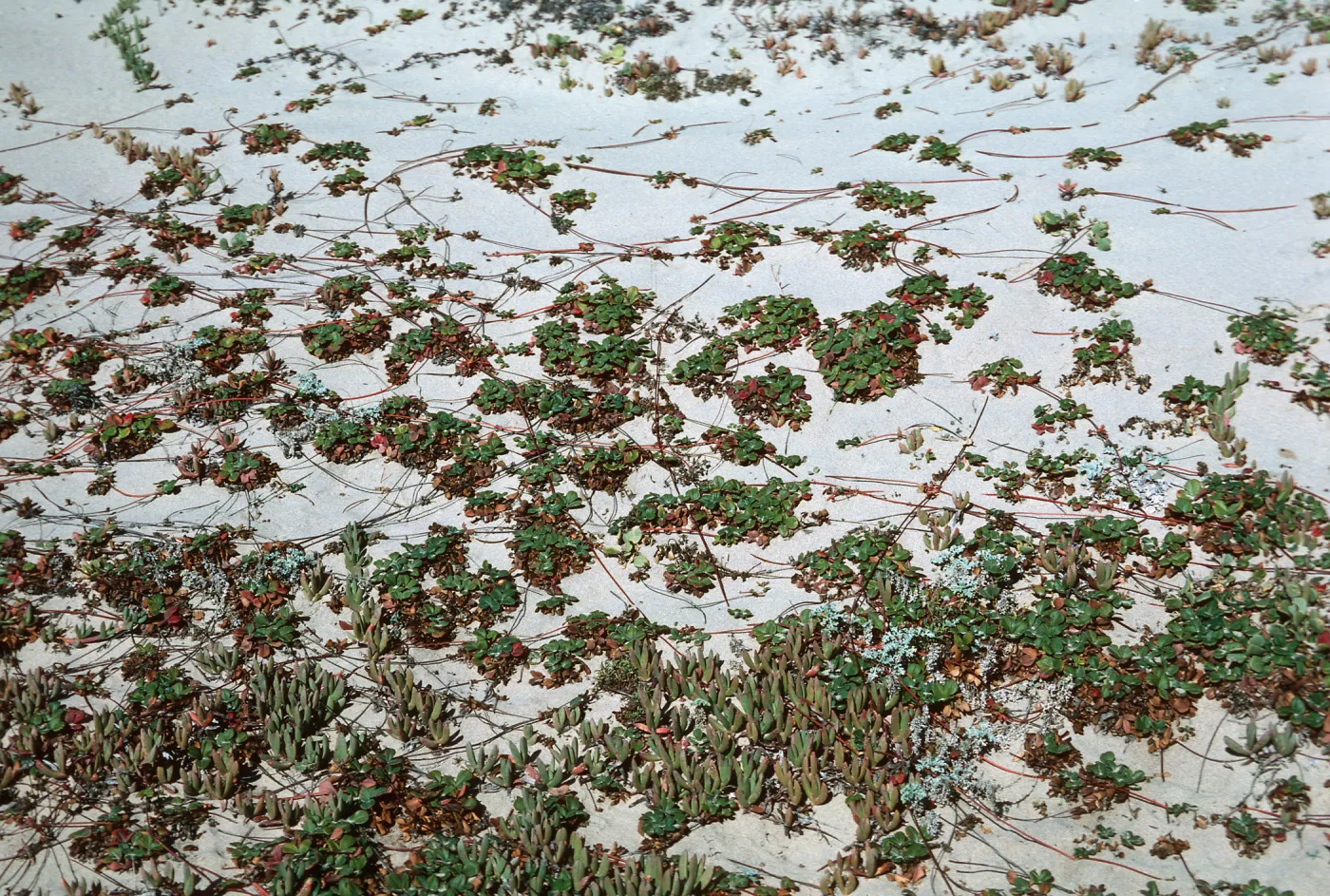 Fragaria - Guadalupe