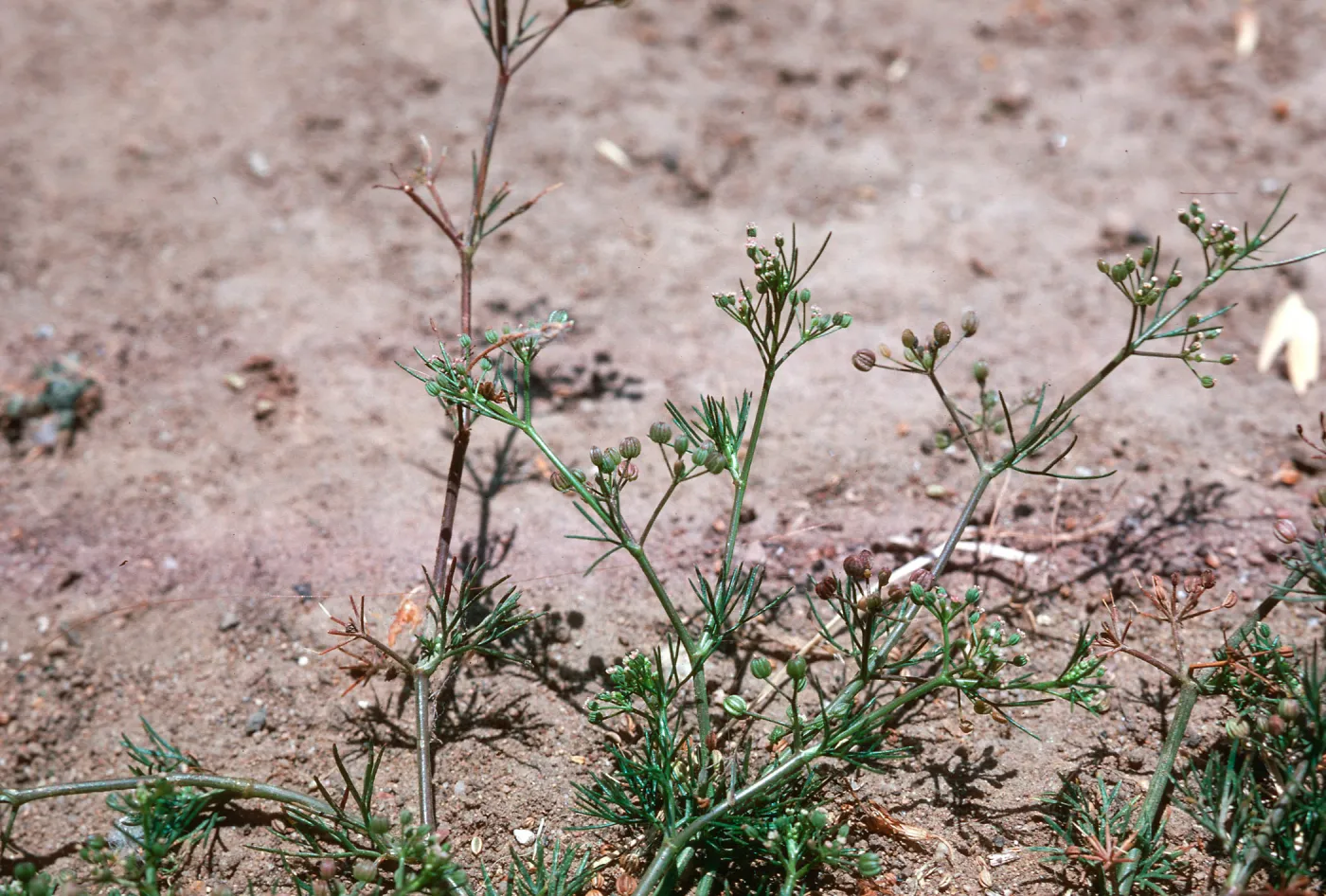 Apium leptophyllum