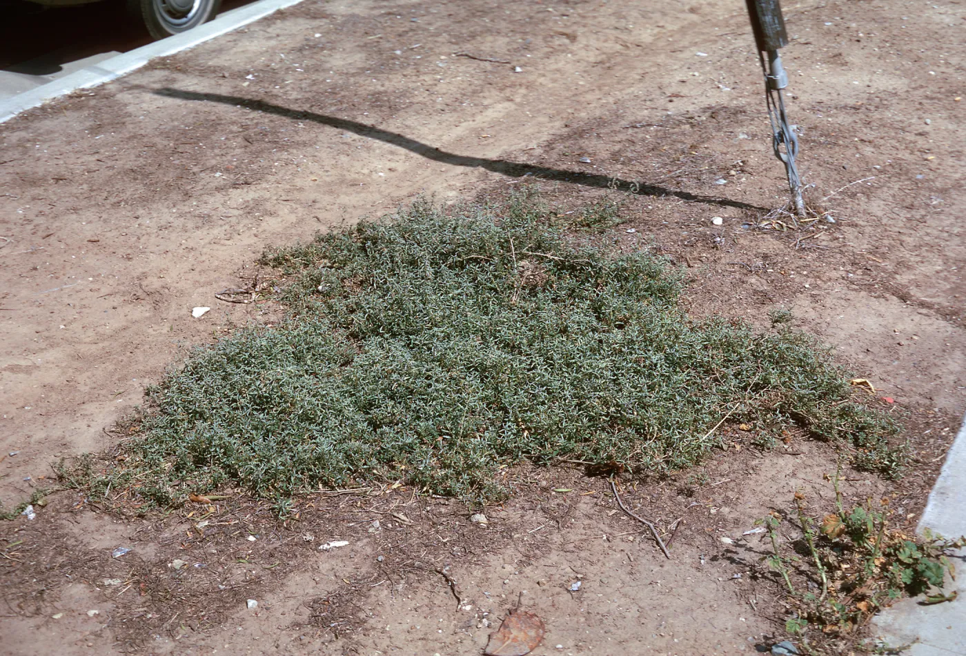 Atriplex semibaccata