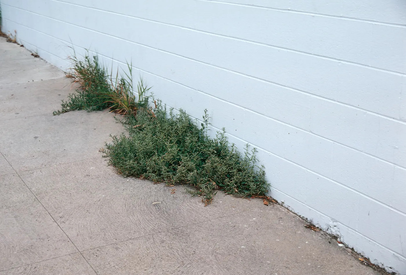 Atriplex semibaccata