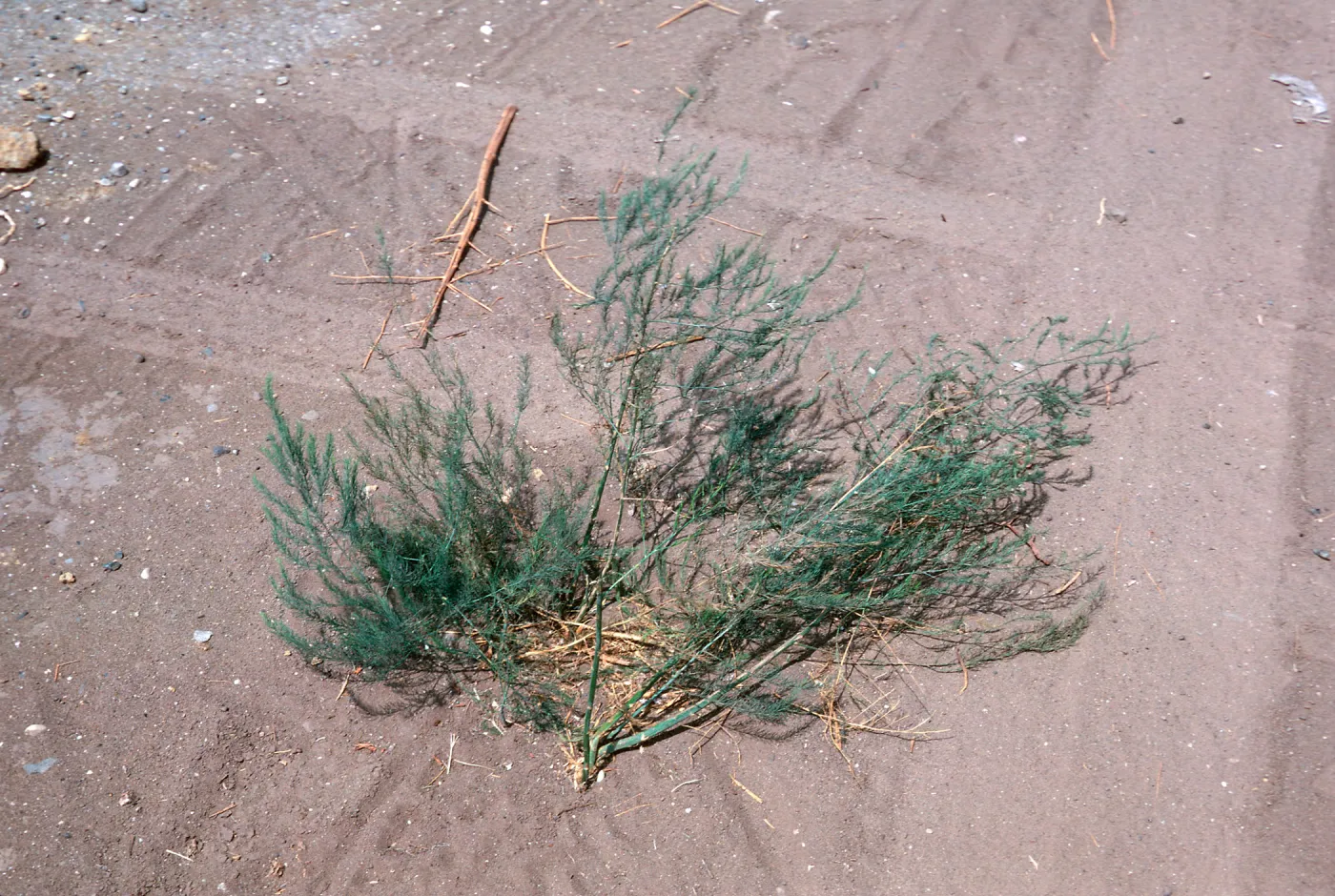 Asparagus