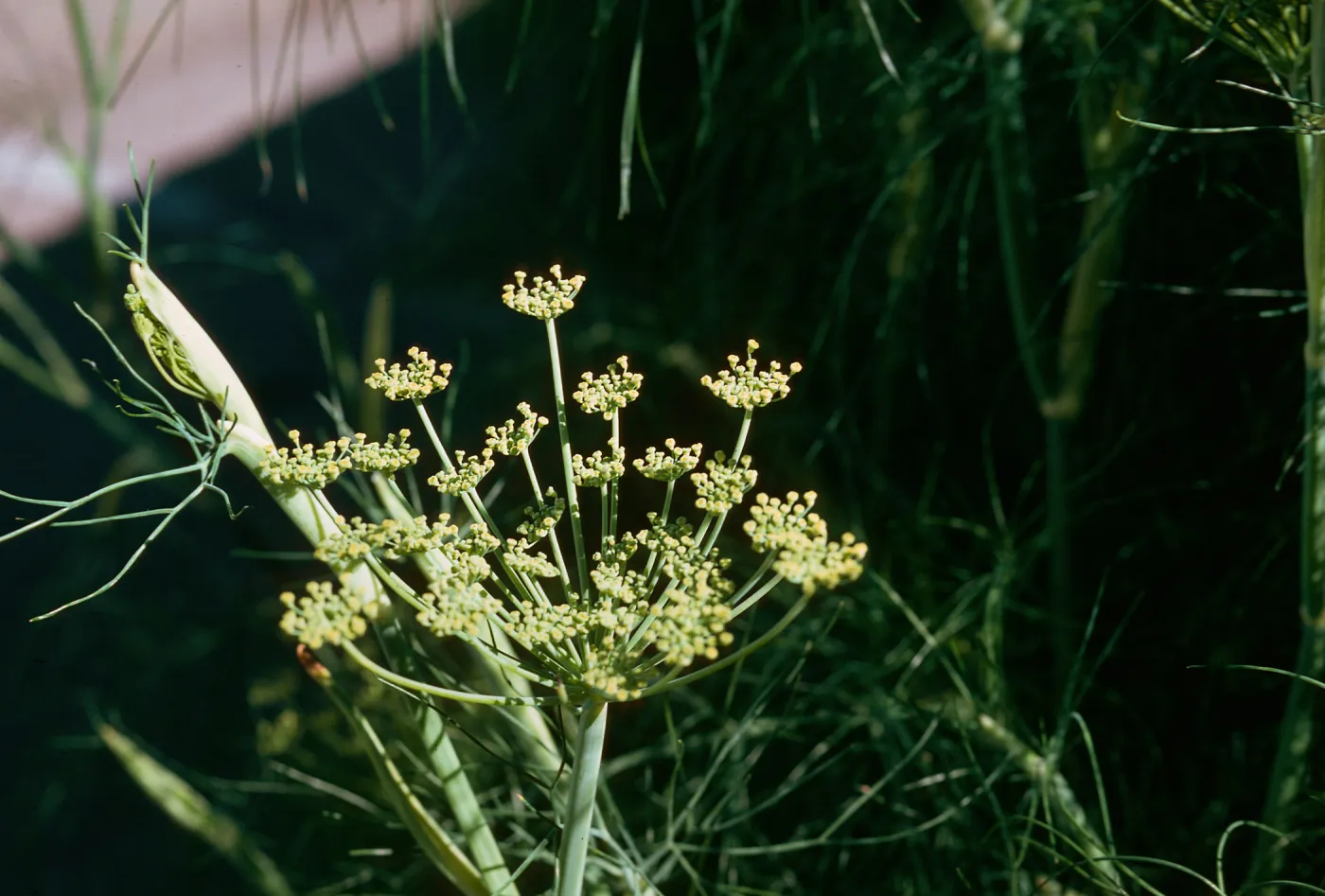 Anise