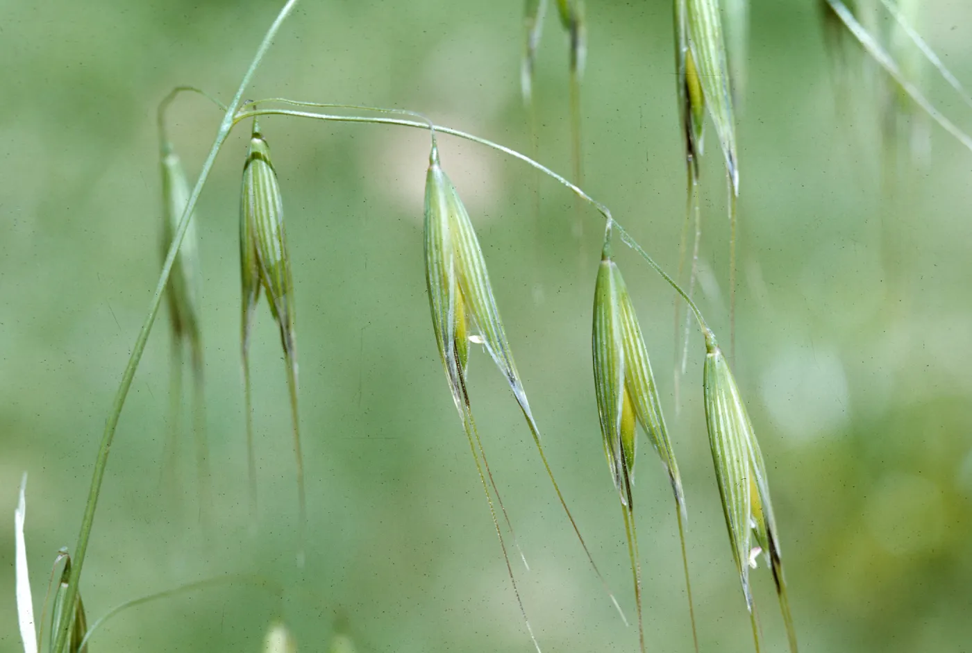 Avena fatua c