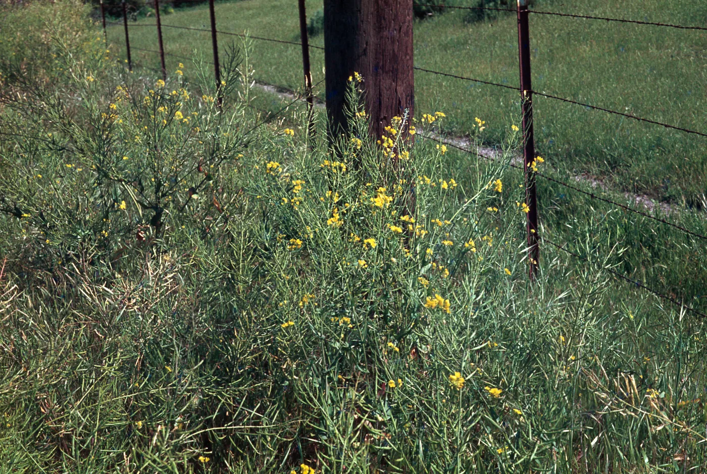 Brassica campestris