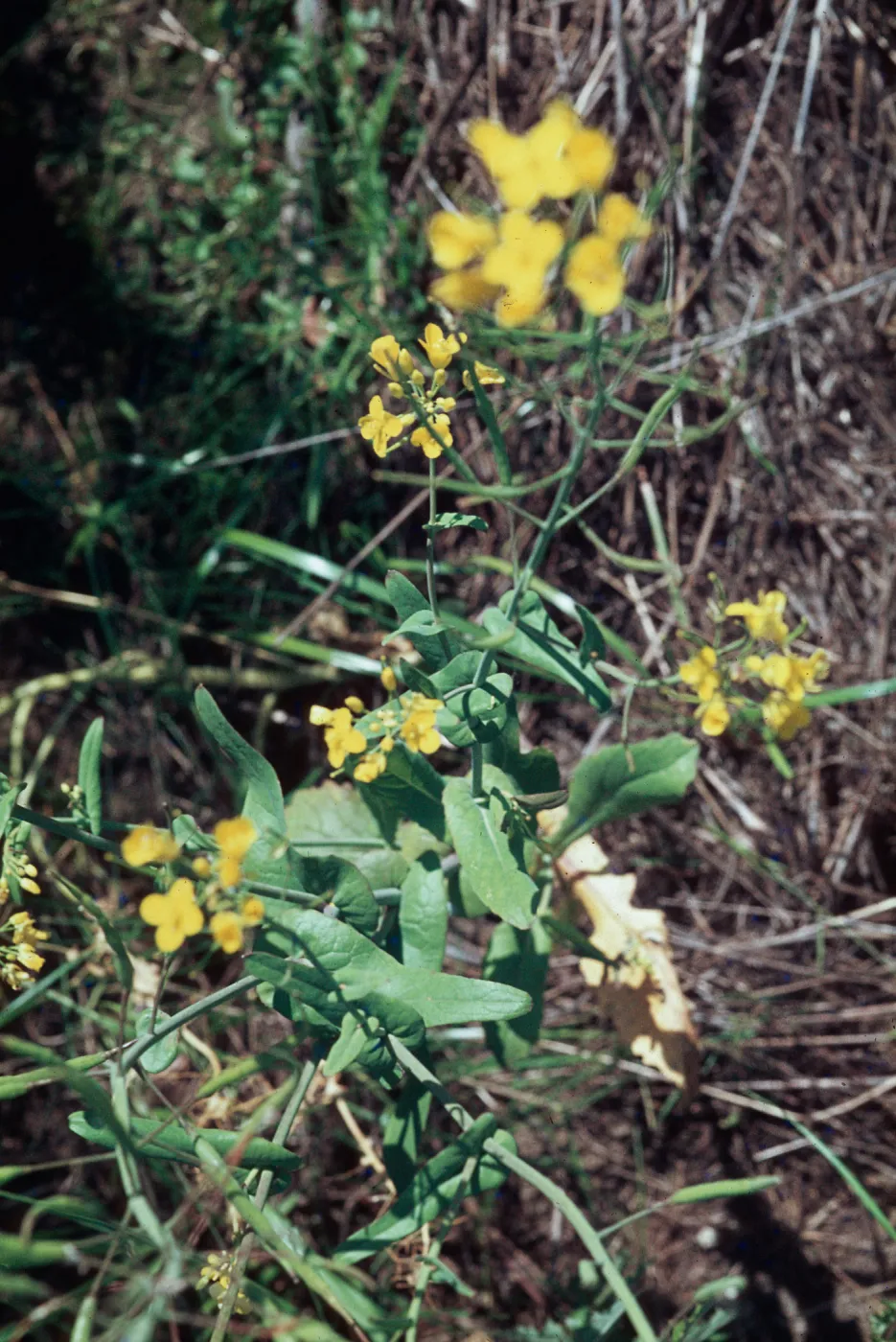Brassica campestris