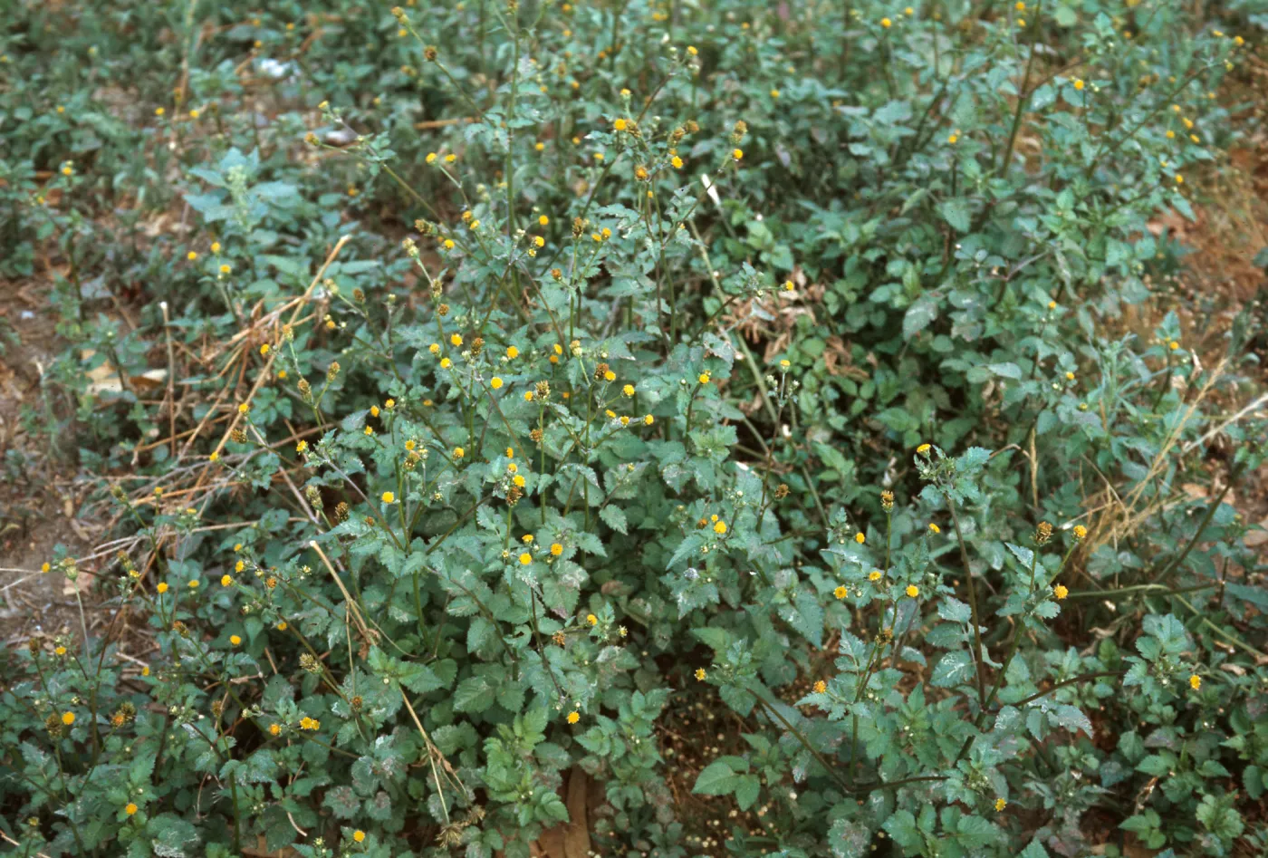 Bidens pilosa