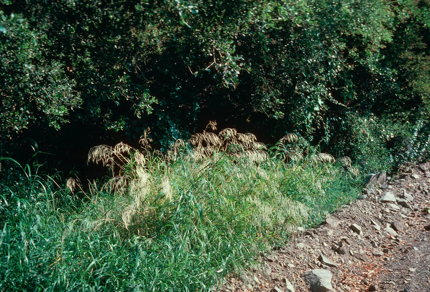 Smilo grass