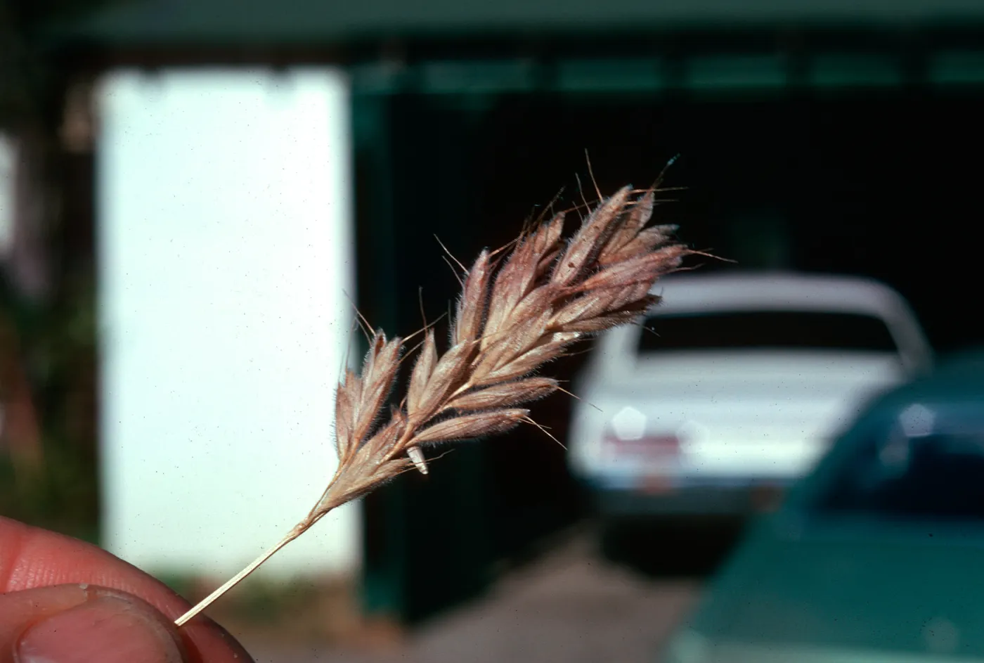 Bromus mollis