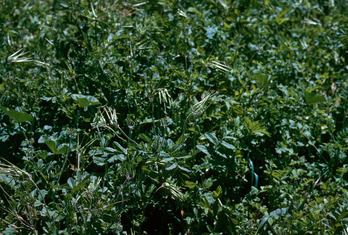 Filaree fruit