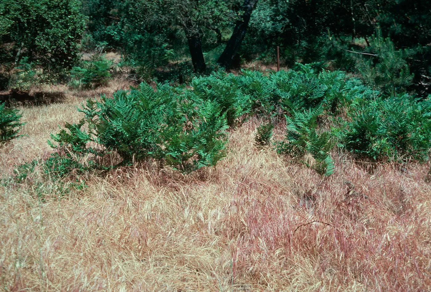 Bracken Fern, Orcutt Hills
