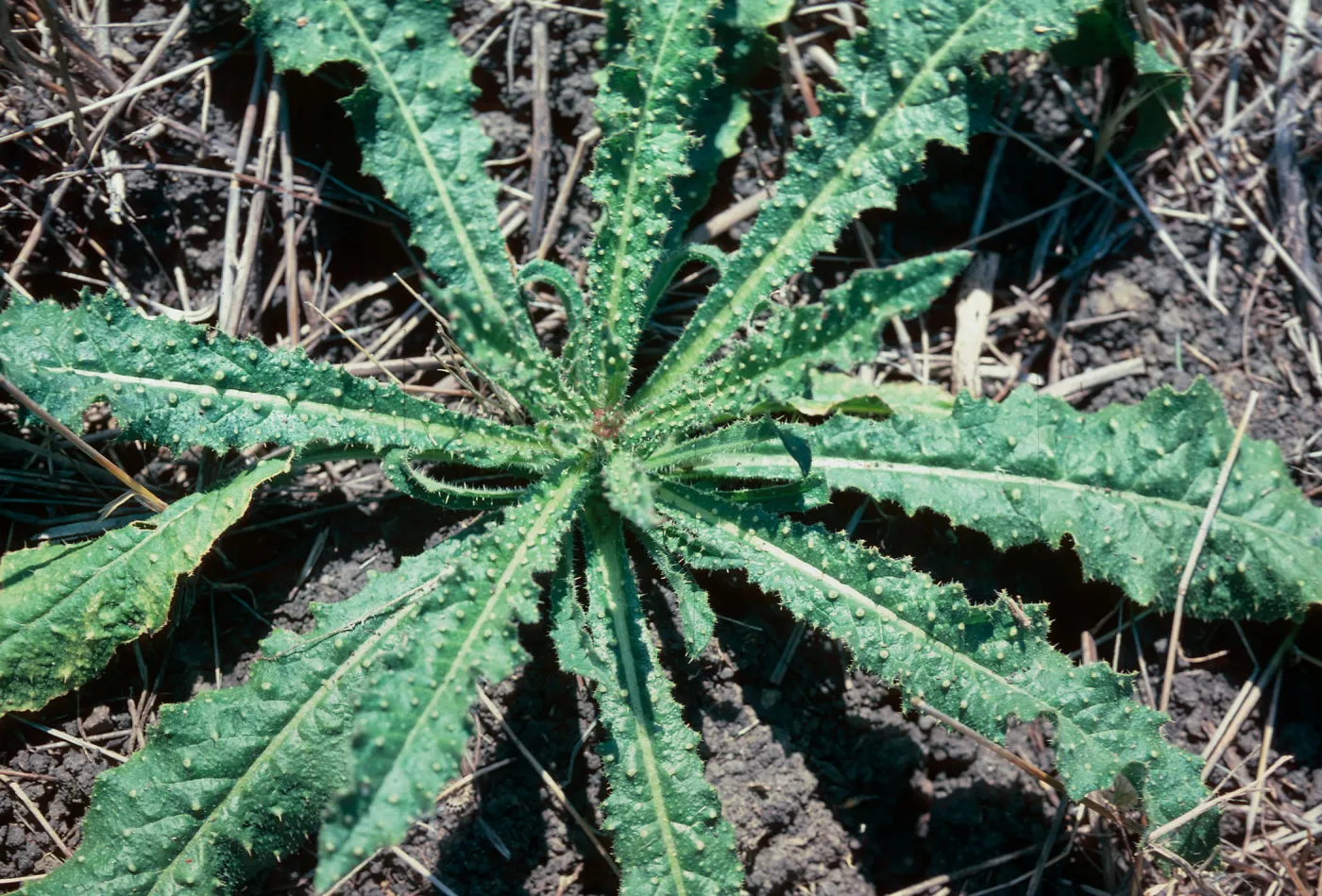 Bristly ox-tongue rosette