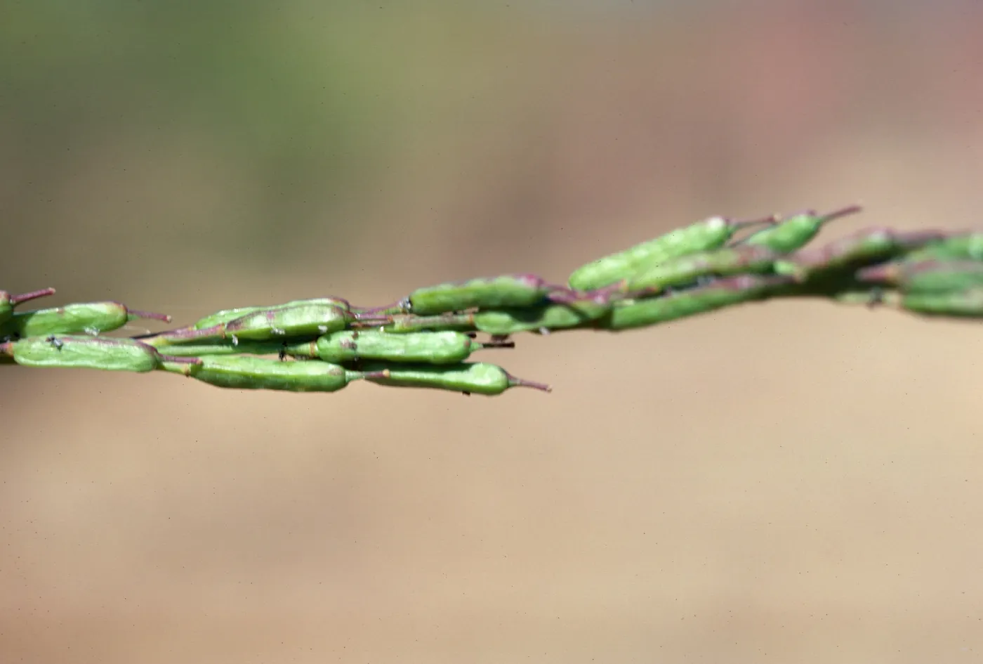 Brassica fruit