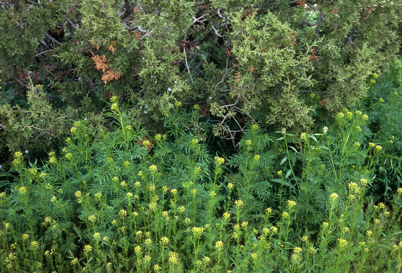Ballinger Canyon