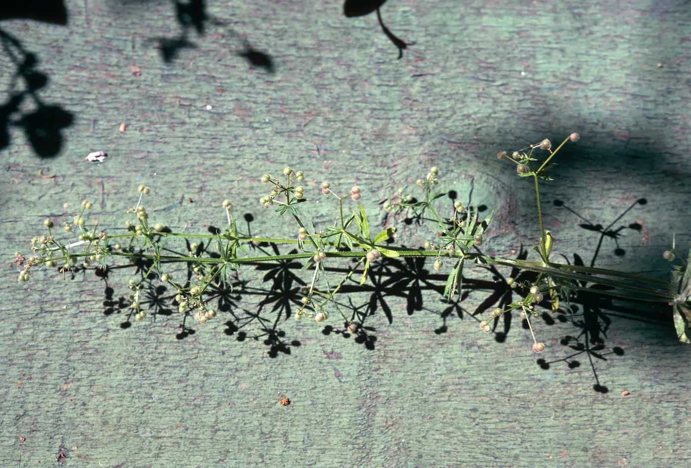 Bedstraw