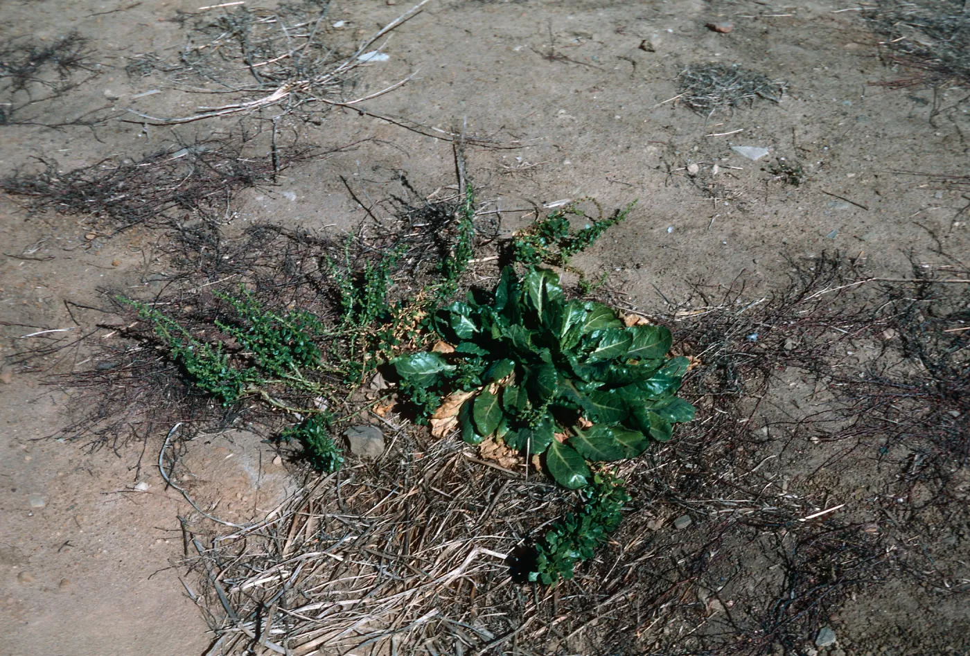 Beta vulgaris