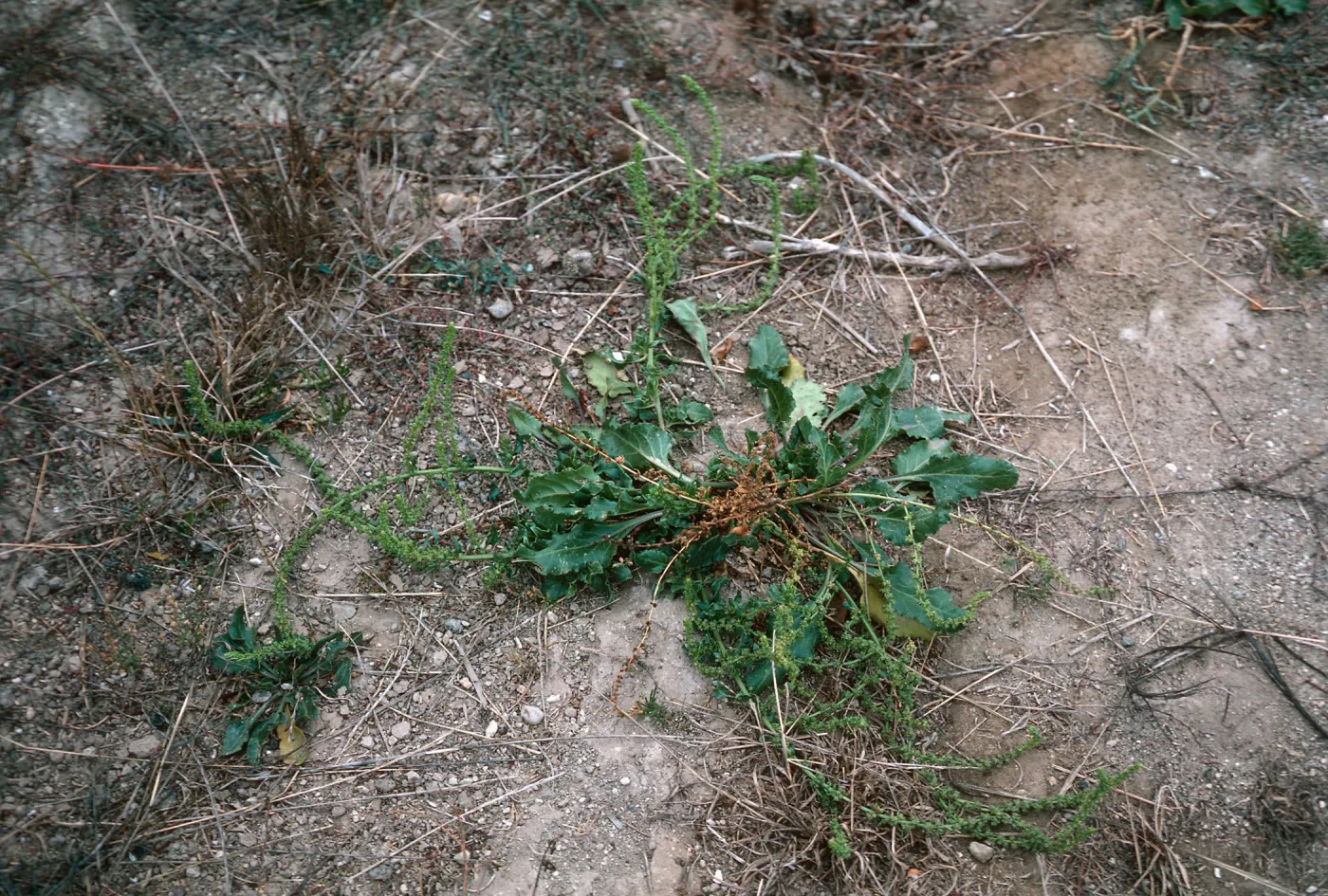 Beta vulgaris