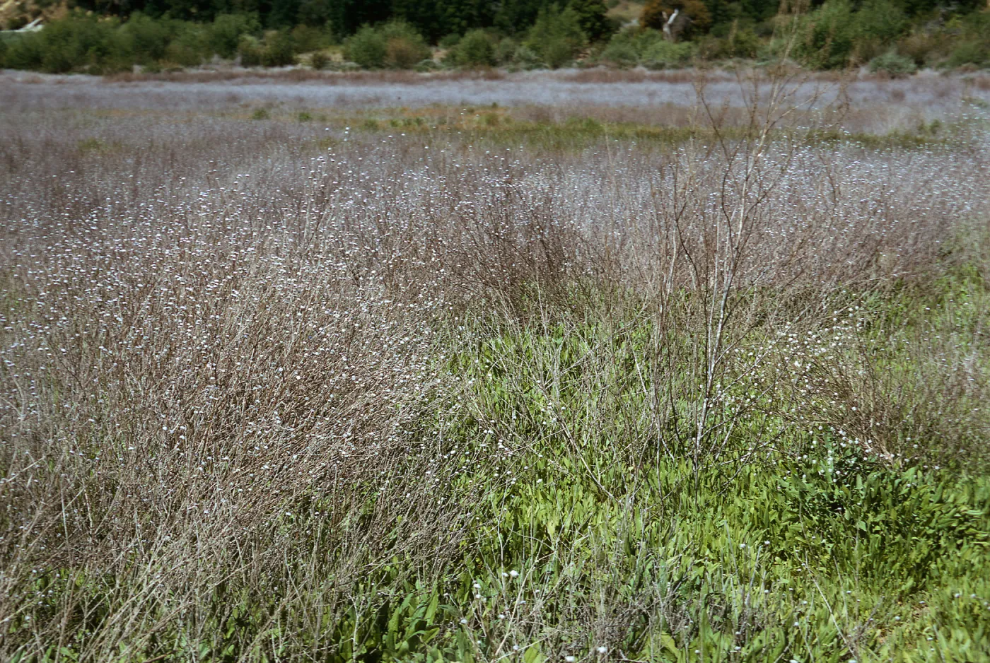 Yellow Star Thistle