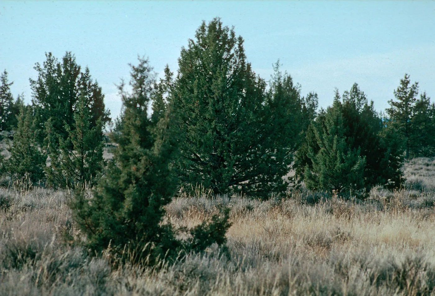 Juniperus occidentalis, Sagebrush Juniper Woodland
