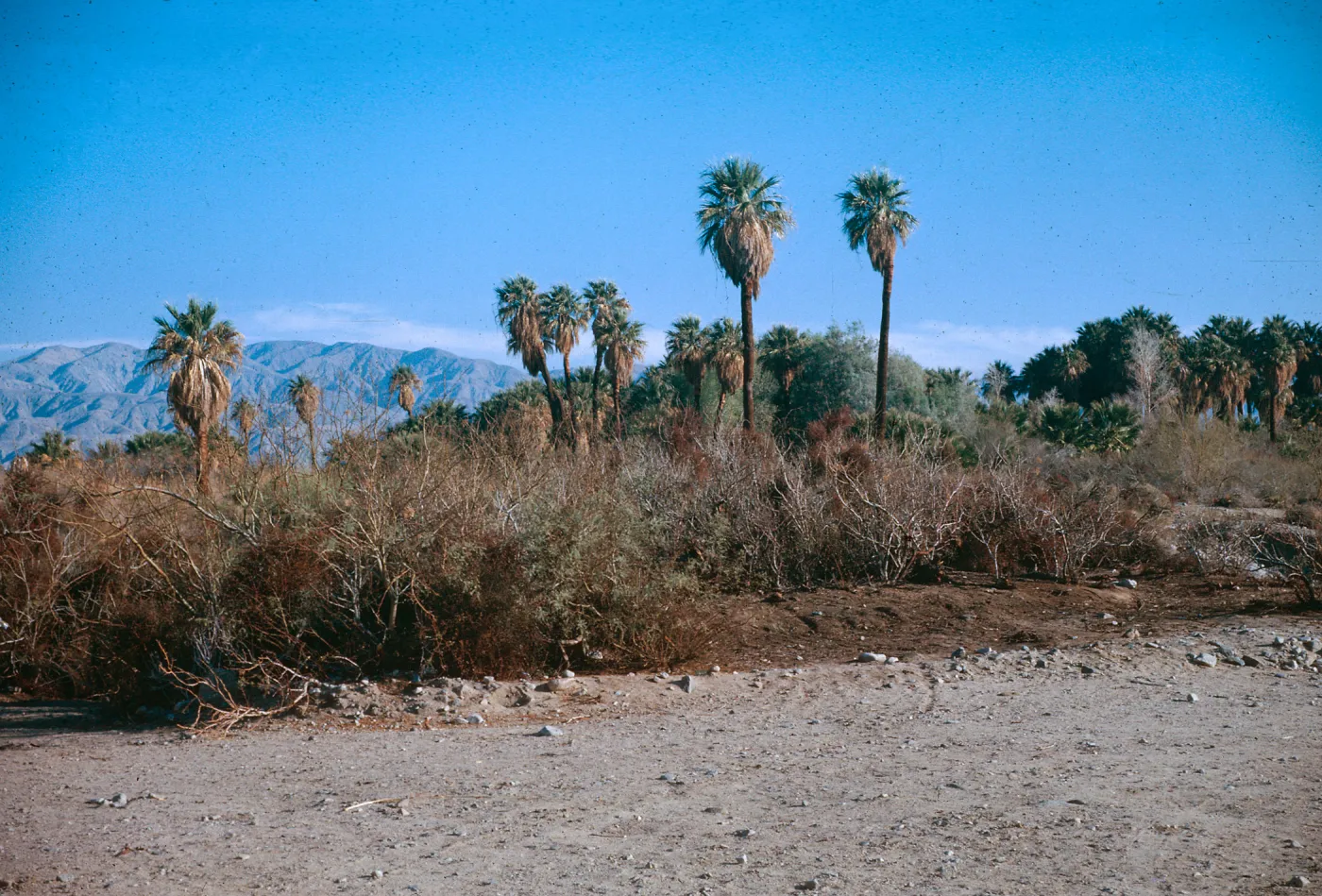 Lower reservoir looking North, 1000 Palms Oasis