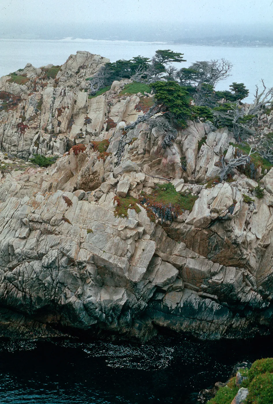 Pt. Lobos