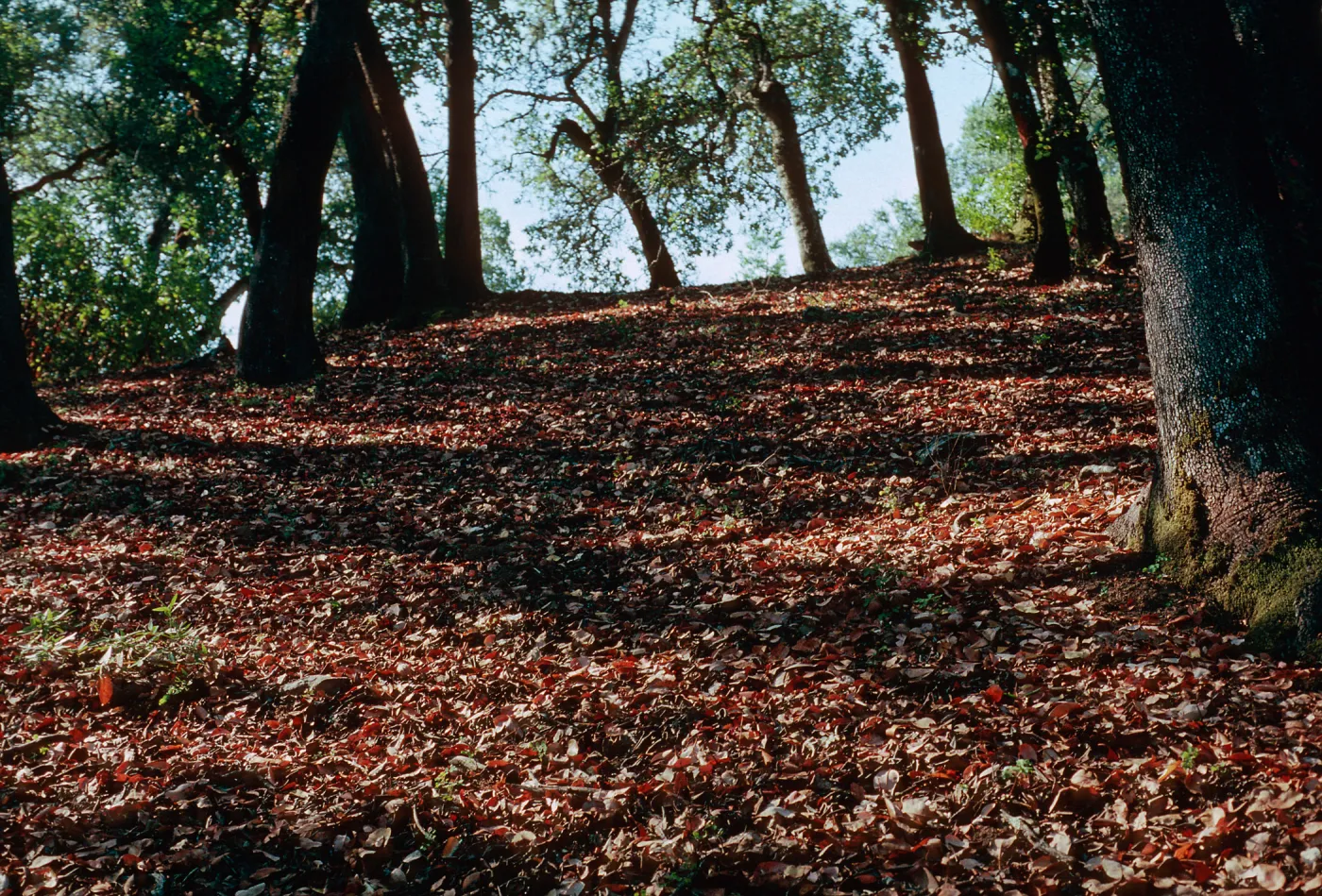 Oak-Madrone Woodland, Lake County