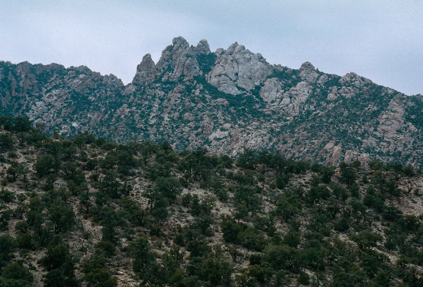 Pinus monophylla, New York Mountains