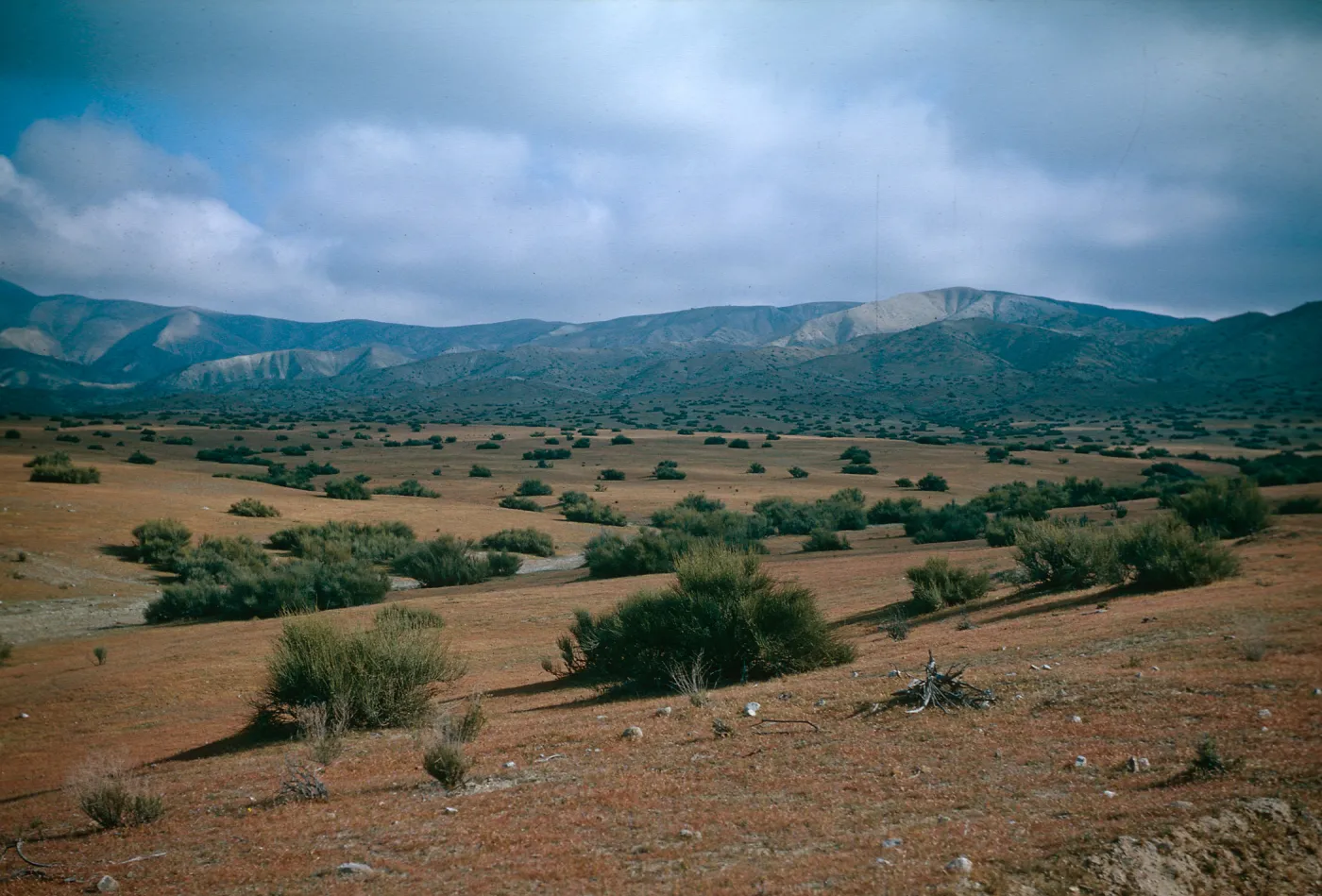 Ephedra, Carrizo Plain, Temblor Range