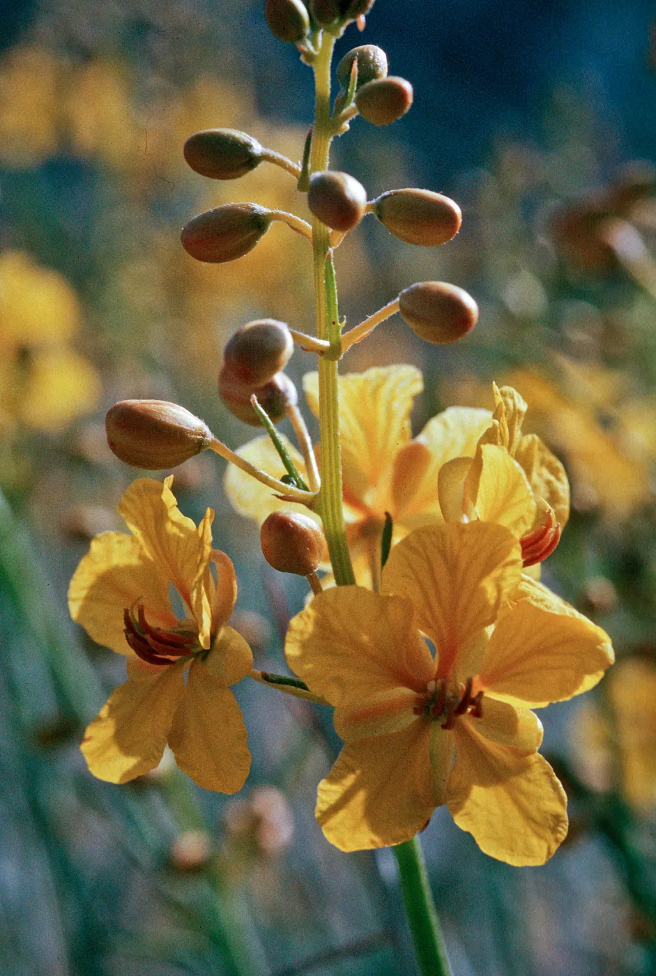 Senna armata, Red Rock Canyon