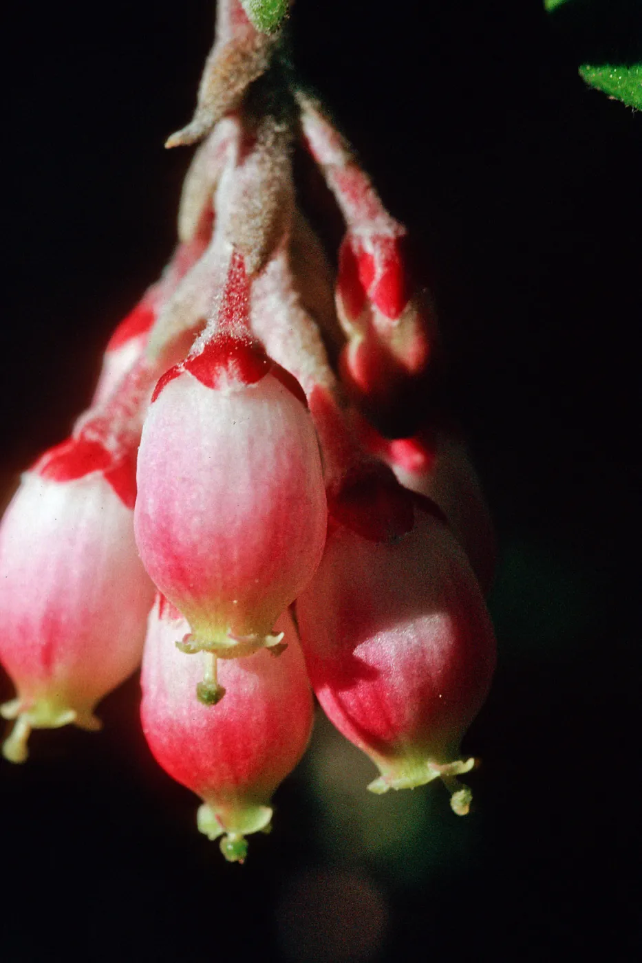 Xylococcus bicolor, Ericaceae