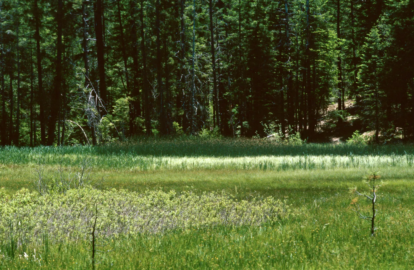 Butterfly Meadow