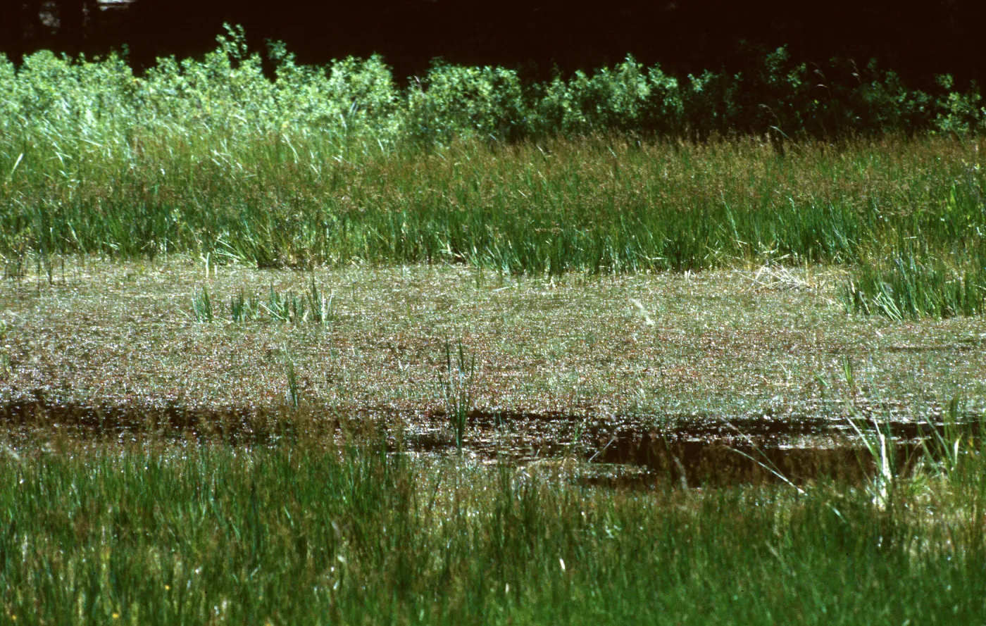 Butterfly Meadow