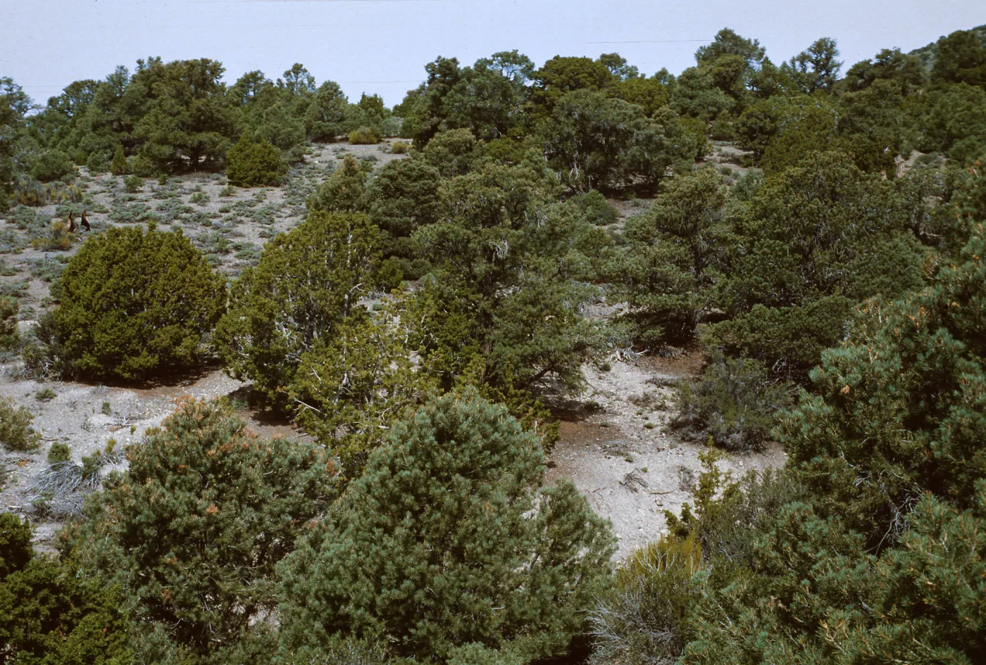 PiÃ±on-Juniper Woodland, White Mtns.