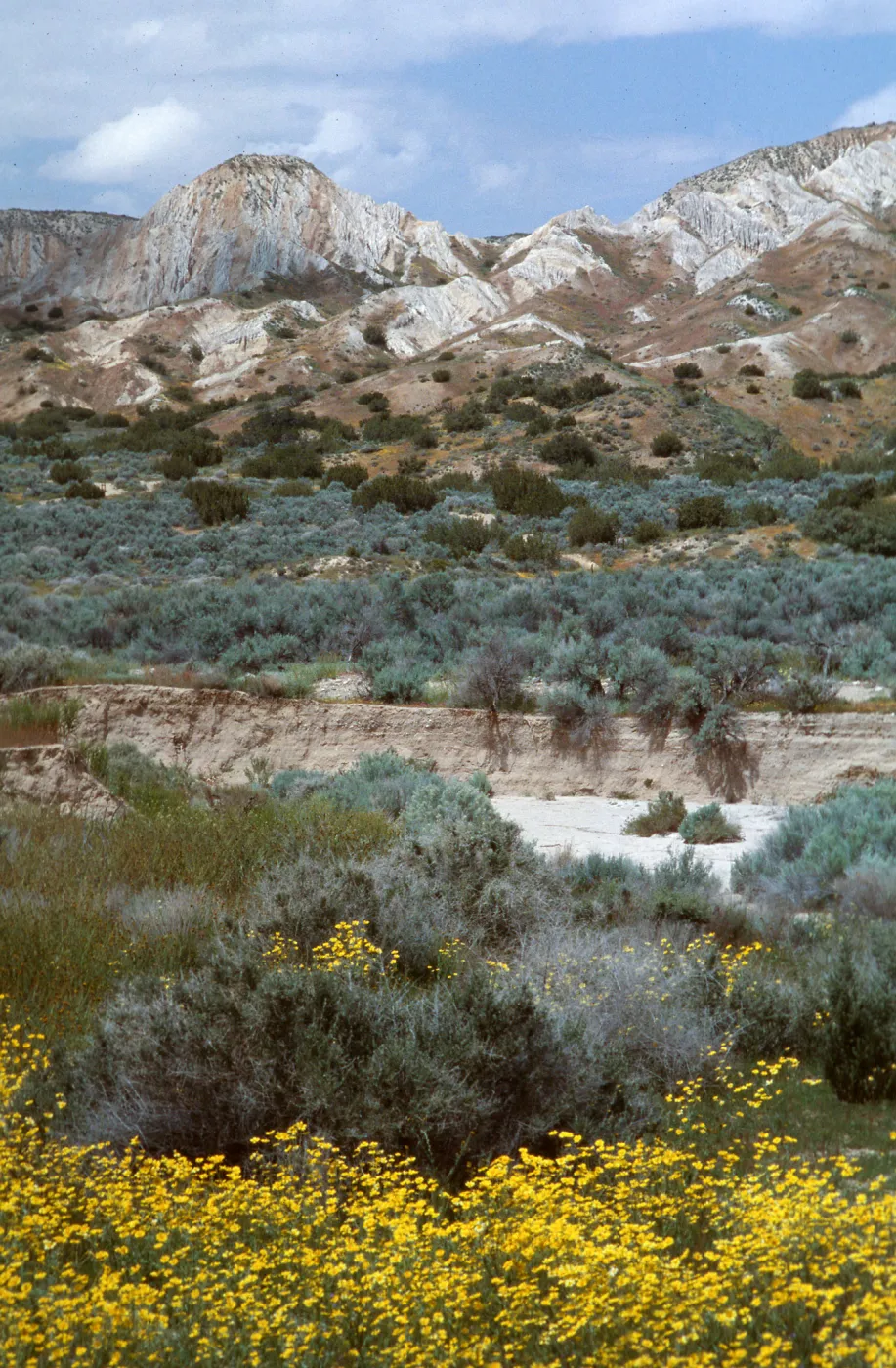 Monolopia, Ballinger Canyon, SBA