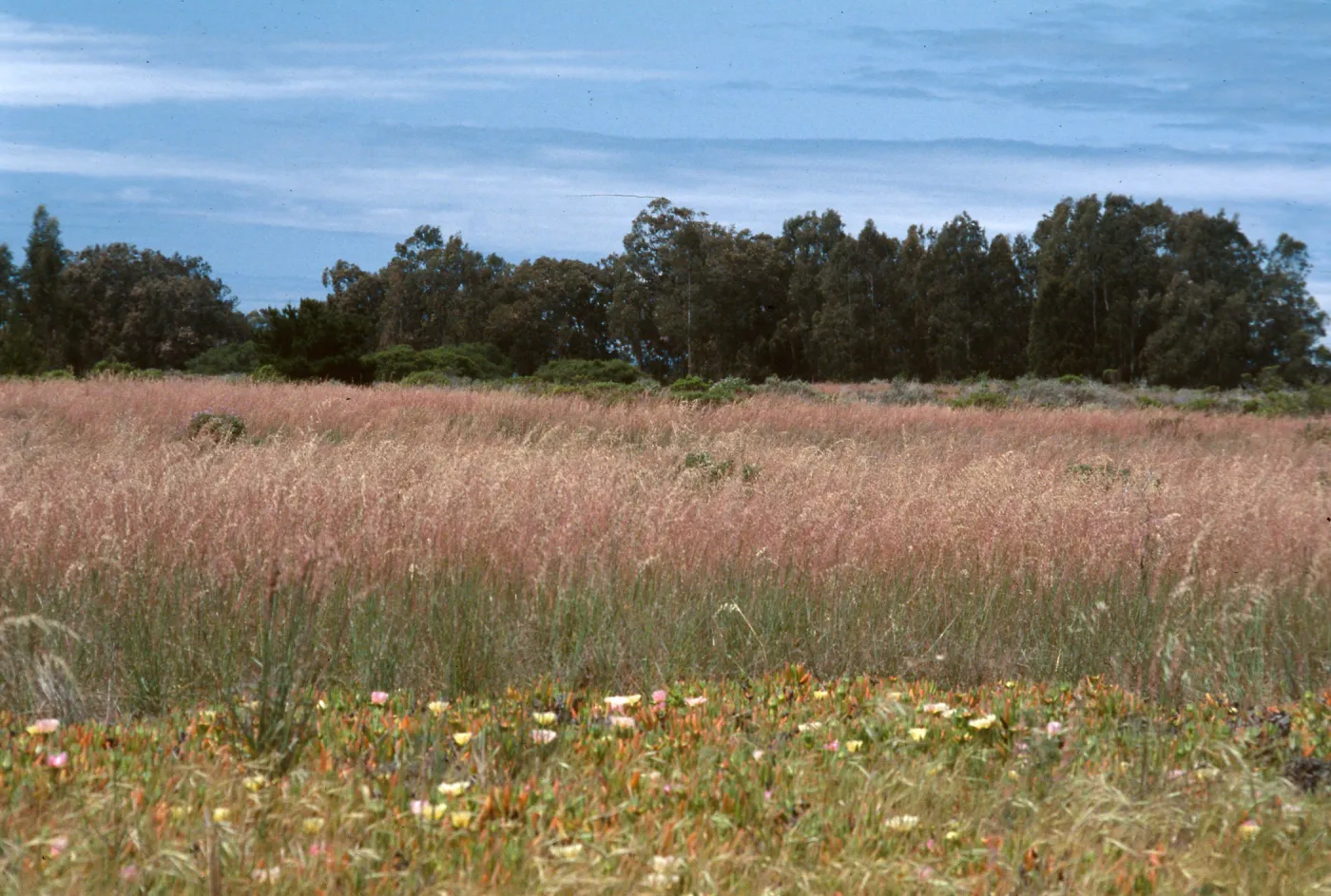 weeds, Ehrharta, Burton Mesa, VAFB