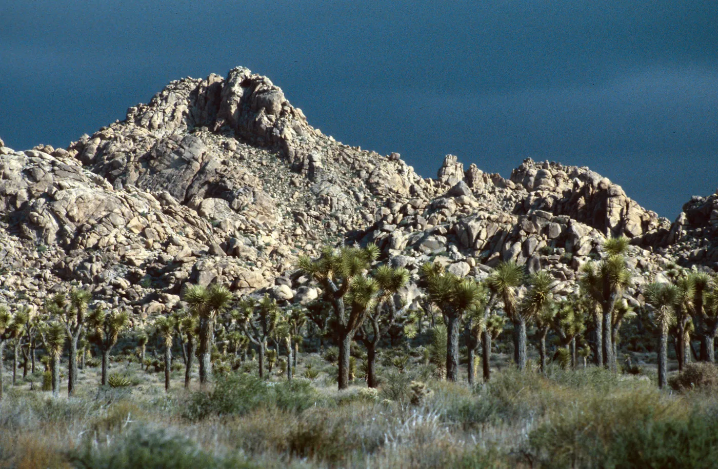 Yucca brevifolia, Hidden Valley, Joshua Tree NP