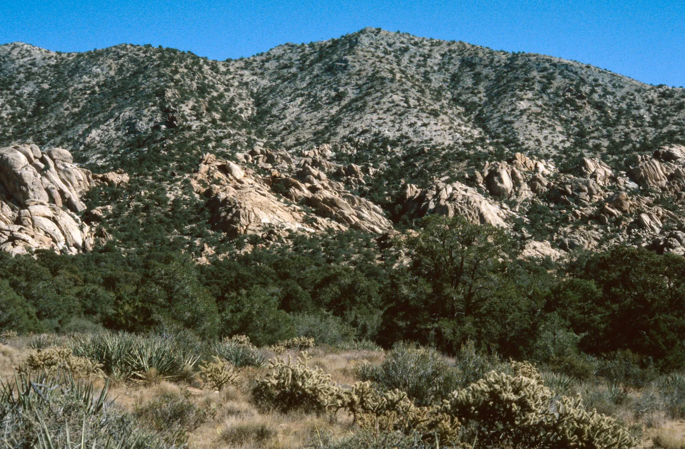 Carruthers Canyon, New York Mtns.