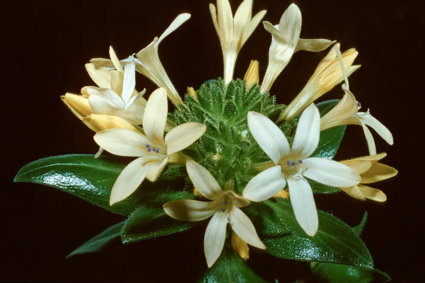 Collomia grandiflora