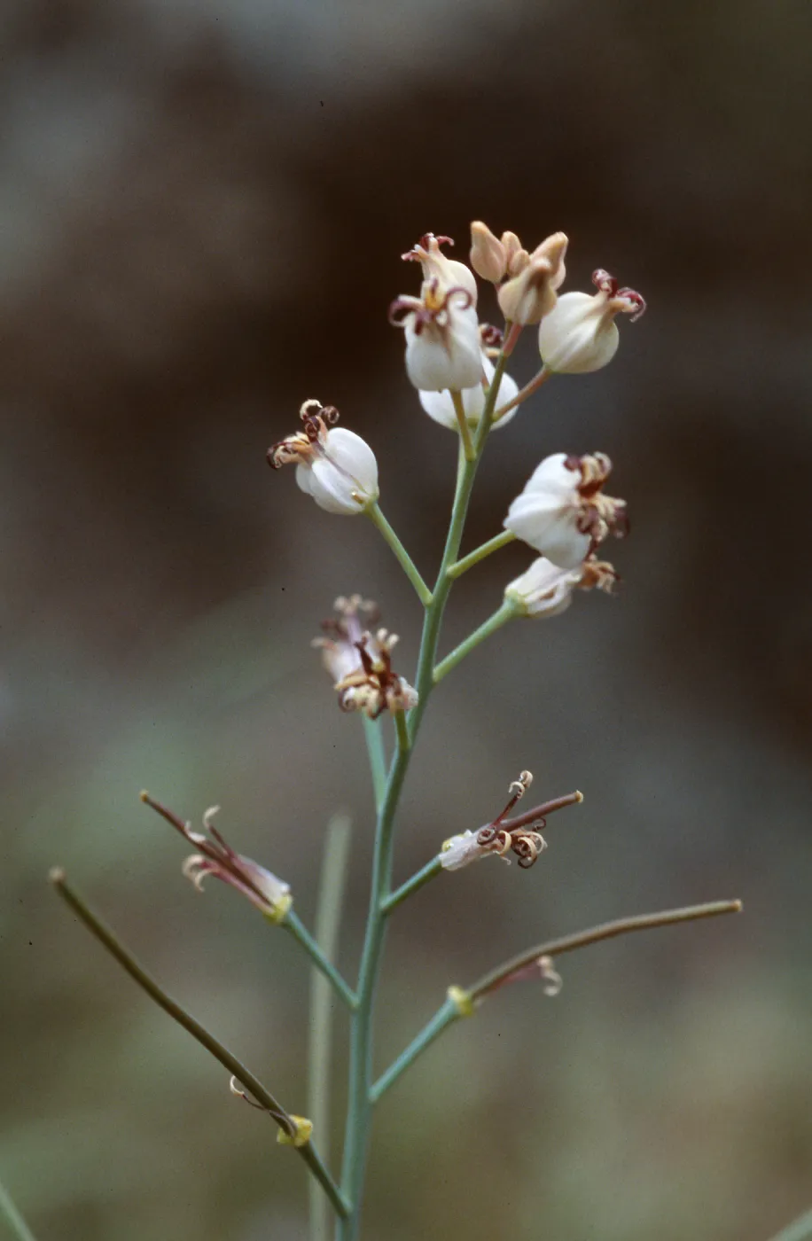 Caulanthus amplexicaulis barbarae, Figueroa Mtn.