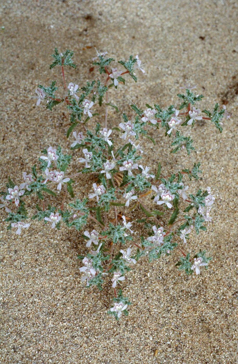 Loeseliastrum schotti, 1000 Palms