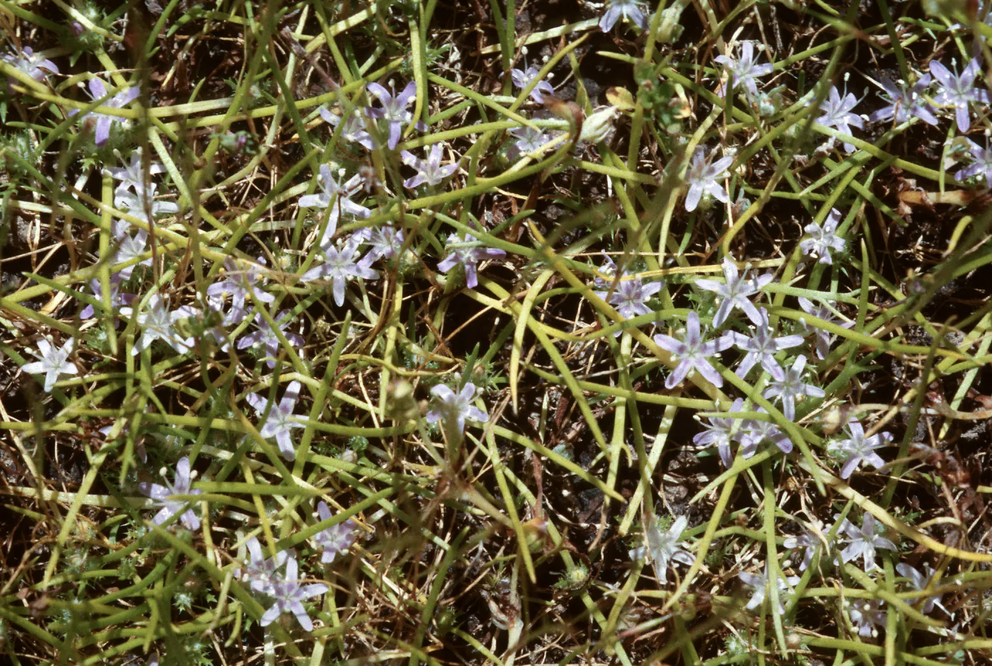 Navarretia prostrata, Jolon